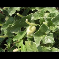 Cornichon d'ane, Concombre a ressort, Ecballium elaterium (Cucurbitacees) (Mediterranee) (2)